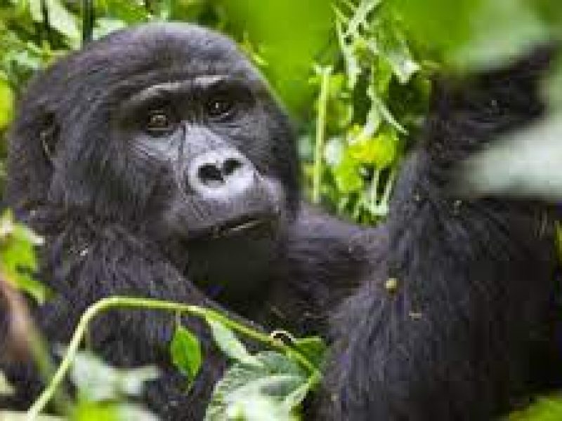 Gorilla Tours | Birding In Uganda | Gorilla trekking | Uganda Safaris