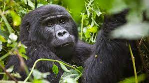 Day 7: Gorilla trekking safari.