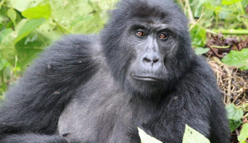 The Uganda Gorilla Habituation Experience