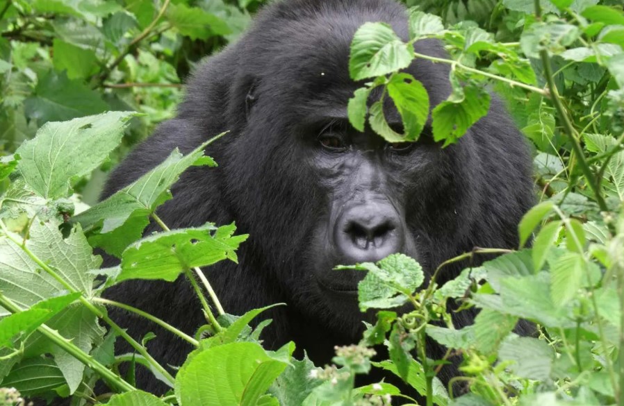 Uganda Gorilla Habituation Experience