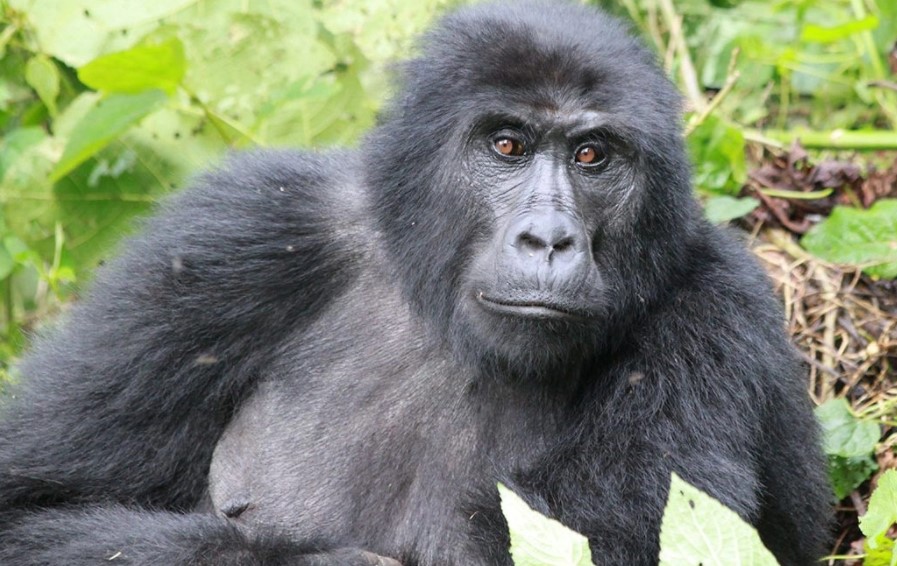 The Uganda Gorilla Habituation Experience