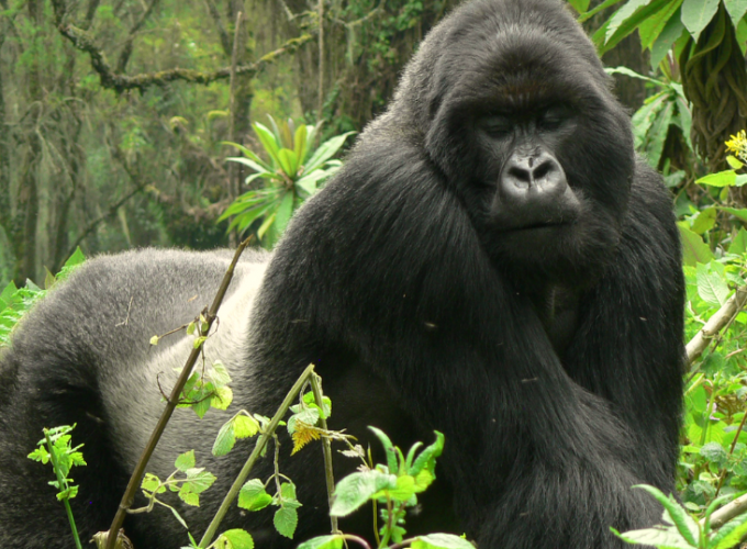 Gorilla Tours | Birding In Uganda | Gorilla trekking | Uganda Safaris