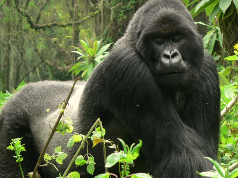 Gorilla Tours | Birding In Uganda | Gorilla trekking | Uganda Safaris