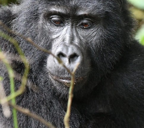 Day 7: Gorilla trekking in Bwindi Impenetrable Forest National Park