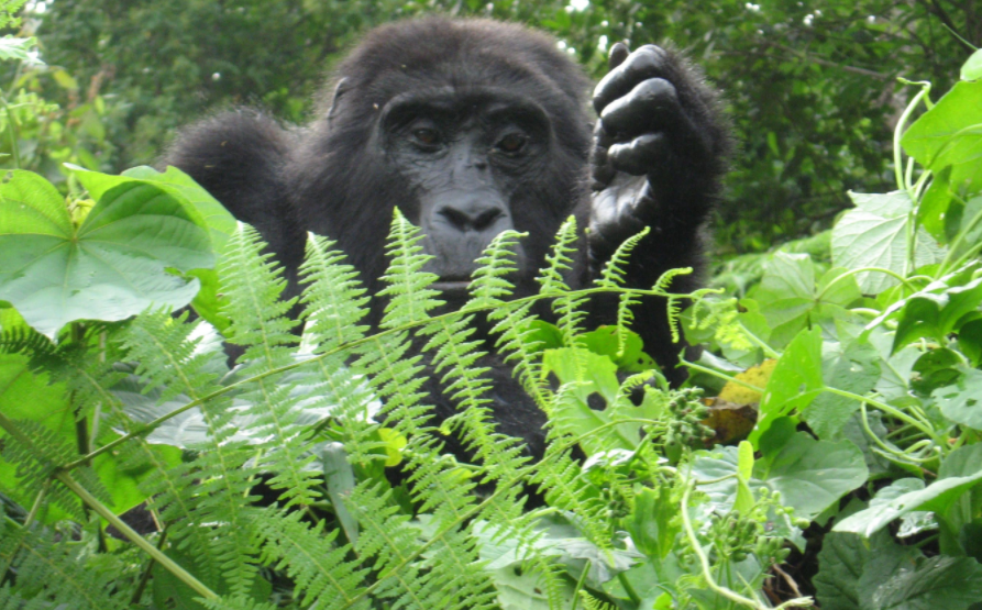 Best time for gorilla trekking in Uganda