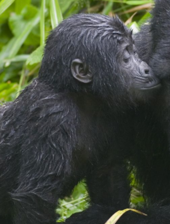 Day 10: Gorilla tracking experience at Bwindi 