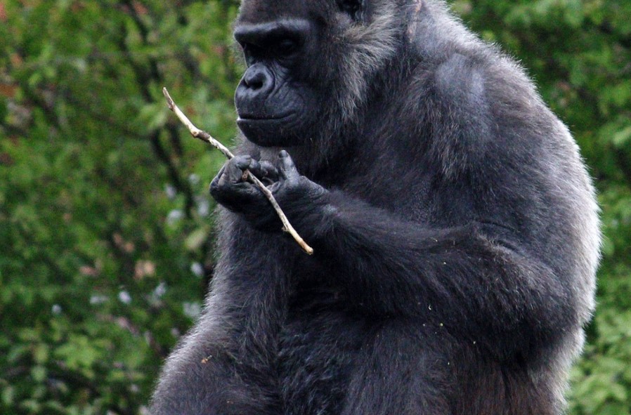 The price for gorilla trekking in Uganda