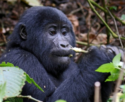 Day 09: Gorilla tracking at Bwindi Impenetrable forest 