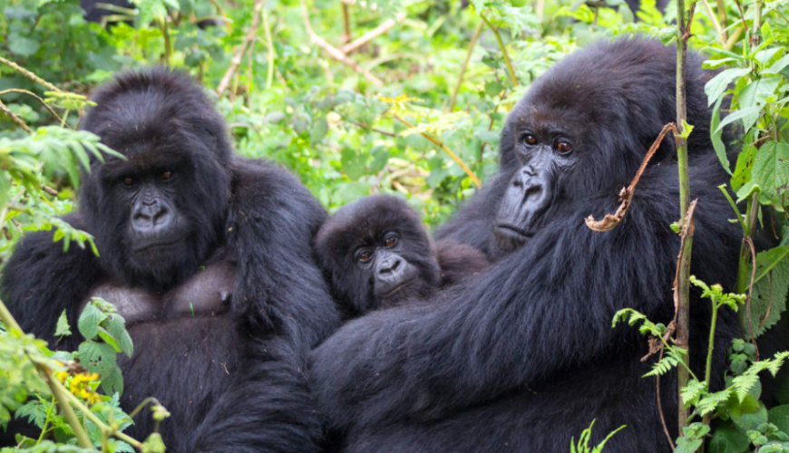 Gorilla trekking package in Uganda