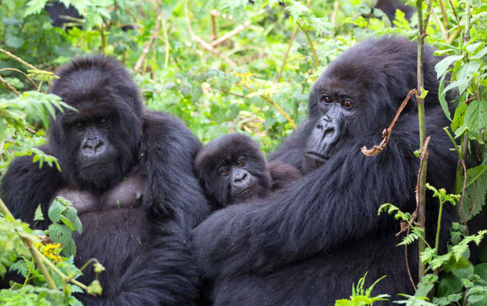 Gorilla trekking package in Uganda