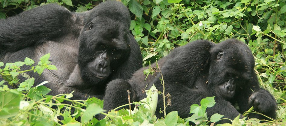 Rwanda Gorilla Trekking Experience on Day 8