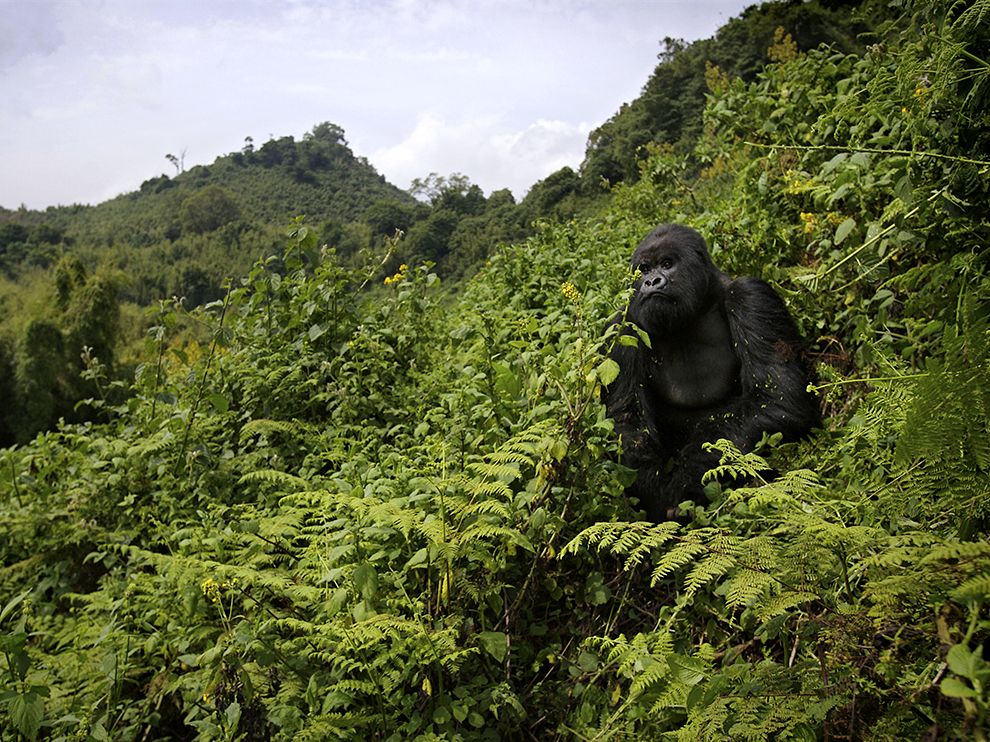 Day 1: Depart Kigali for Musanze, where the Volcanoes National Park is located.