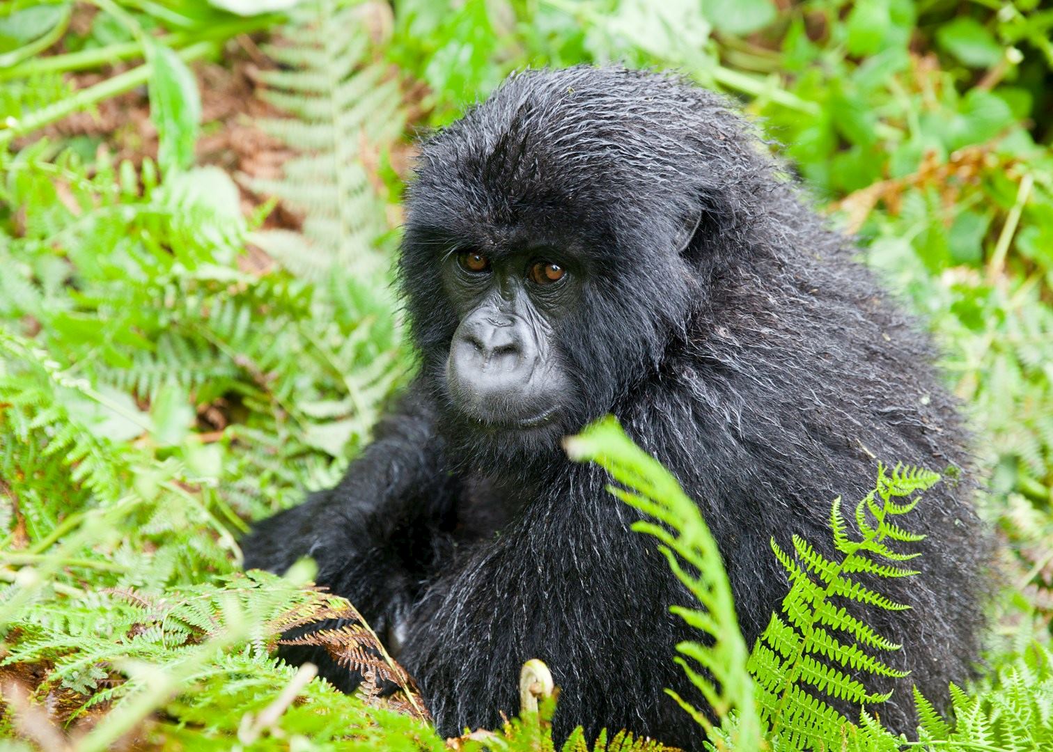 Day 2: The Gorilla Trekking Experience