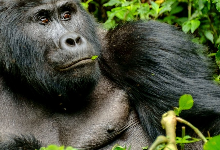 Gorilla Tours | Birding In Uganda | Gorilla trekking | Uganda Safaris