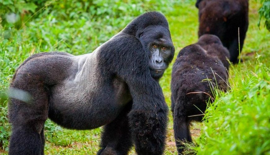 Gorilla Tours | Birding In Uganda | Gorilla trekking | Uganda Safaris