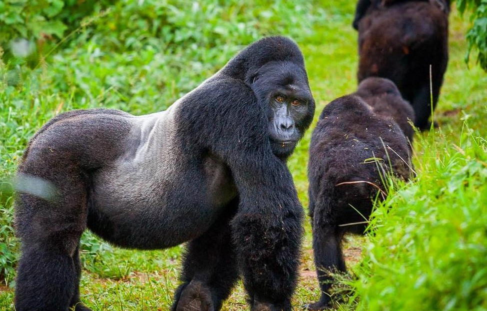 Gorilla Tours | Birding In Uganda | Gorilla trekking | Uganda Safaris