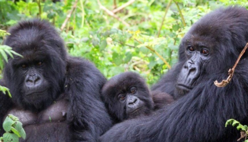 Gorilla Tours | Birding In Uganda | Gorilla trekking | Uganda Safaris