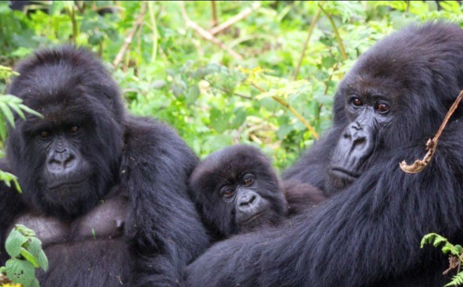 Gorilla Tours | Birding In Uganda | Gorilla trekking | Uganda Safaris