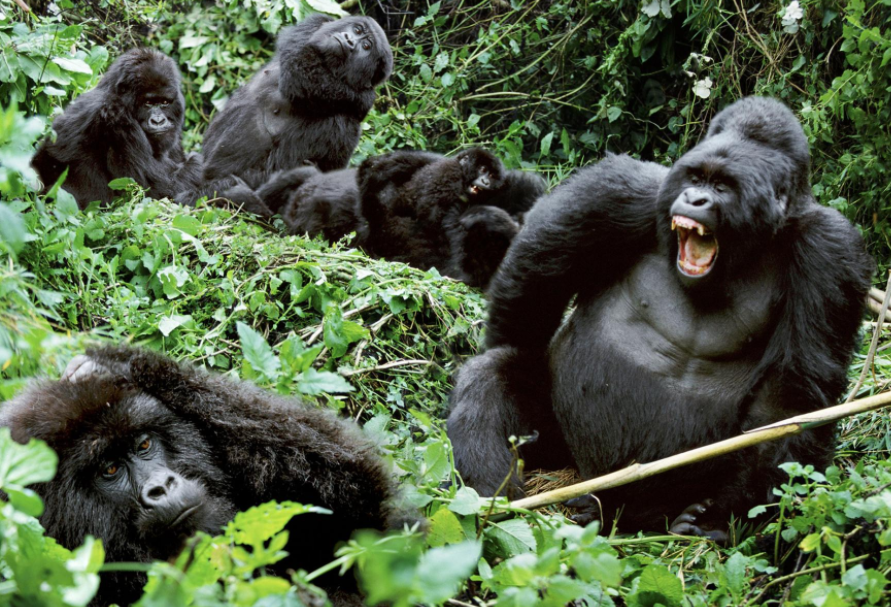 Gorilla trekking package in Uganda