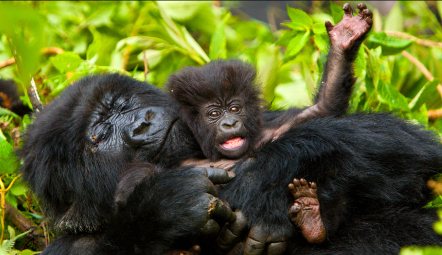 Gorilla trekking in Uganda from Kigali Rwanda