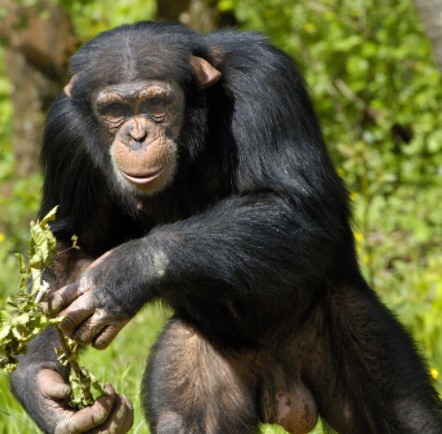 Day 3: Chimpanzee tracking in Kibale Forest National Park