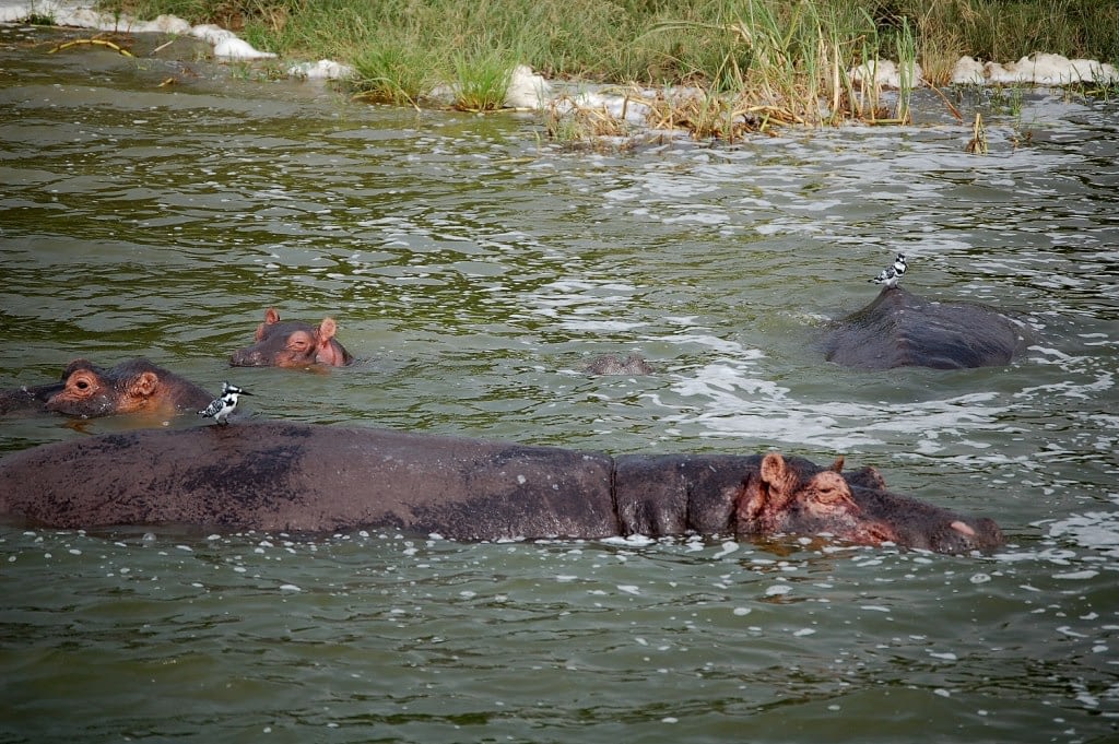 Day 2: Travel to Akagera National Park and take an afternoon boat cruise on the Ihema River.