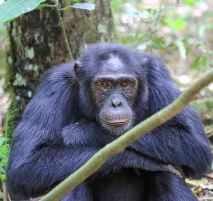 Day 5: Chimpanzee trekking and Bigodi natural walk experience 