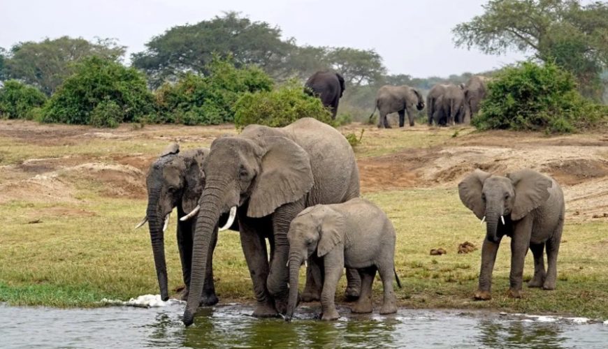 Gorilla Tours | Birding In Uganda | Gorilla trekking | Uganda Safaris