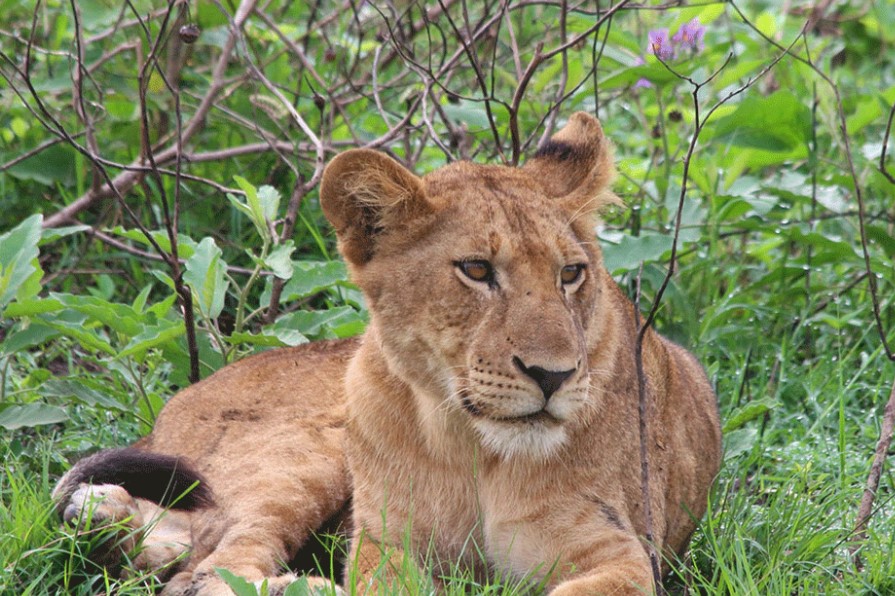 Seeing Lions in Uganda