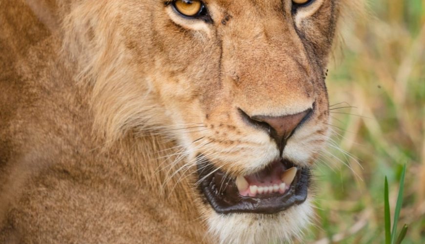 Seeing Lions in Uganda
