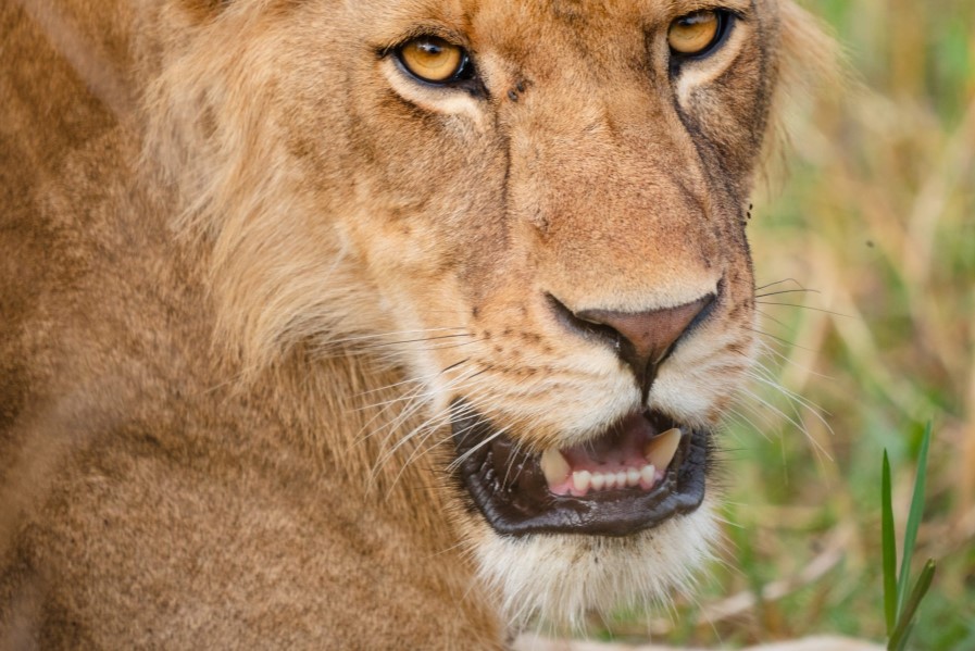 Seeing Lions in Uganda