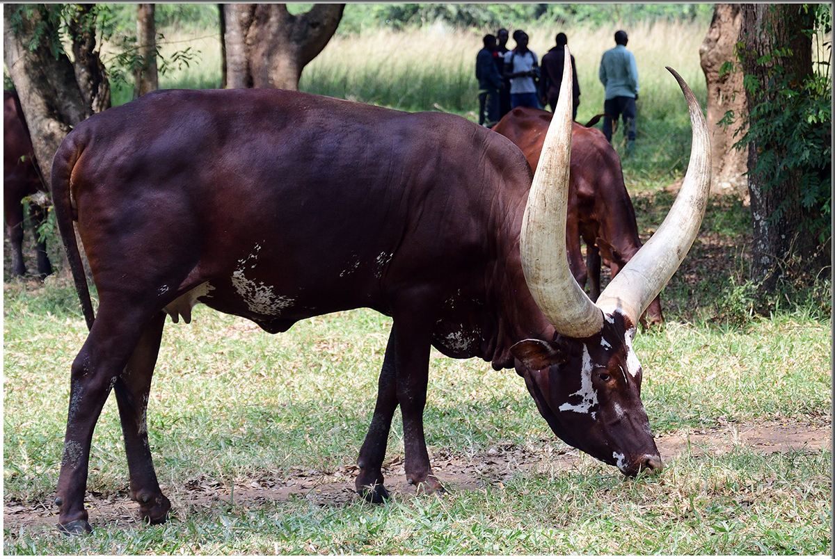 Day 3: Visit a Rwandan pastoral village.