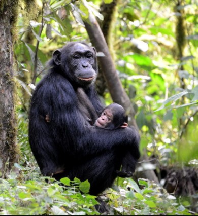 Day 5: Chimpanzee tracking and Bigodi Forest walks