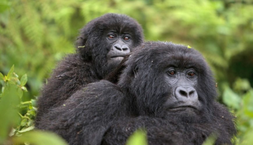 The best time for gorilla trekking in Uganda