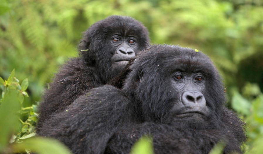 The best time for gorilla trekking in Uganda