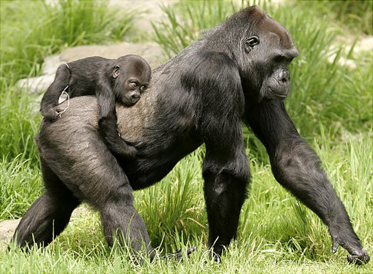 Day 2: Encounter the gorillas of Volcanoes National Park.