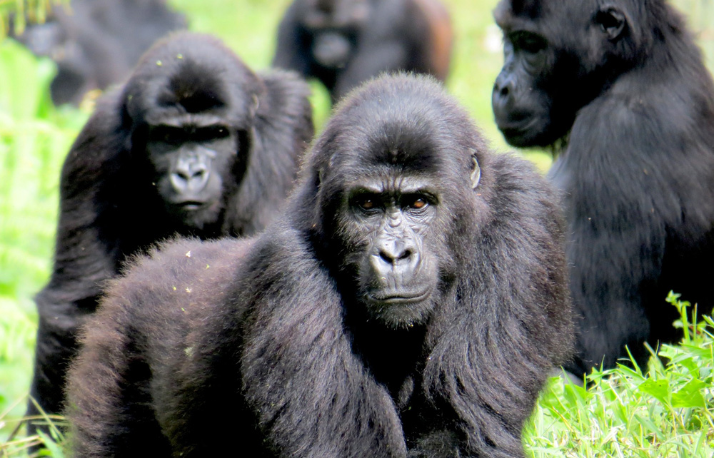 Day 6: Volcanoes National Park gorilla tracking experience