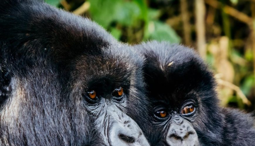 Gorilla Tours | Birding In Uganda | Gorilla trekking | Uganda Safaris