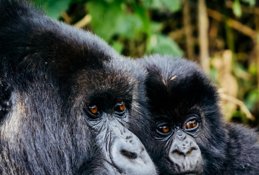 Gorilla Tours | Birding In Uganda | Gorilla trekking | Uganda Safaris