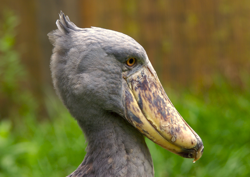 Shoebill Stork in Uganda