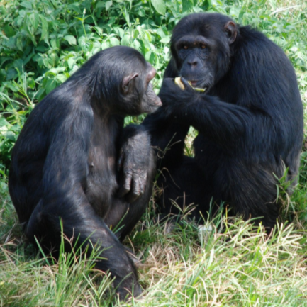 1 Day Ngamba Island And Uganda Wildlife Education Center