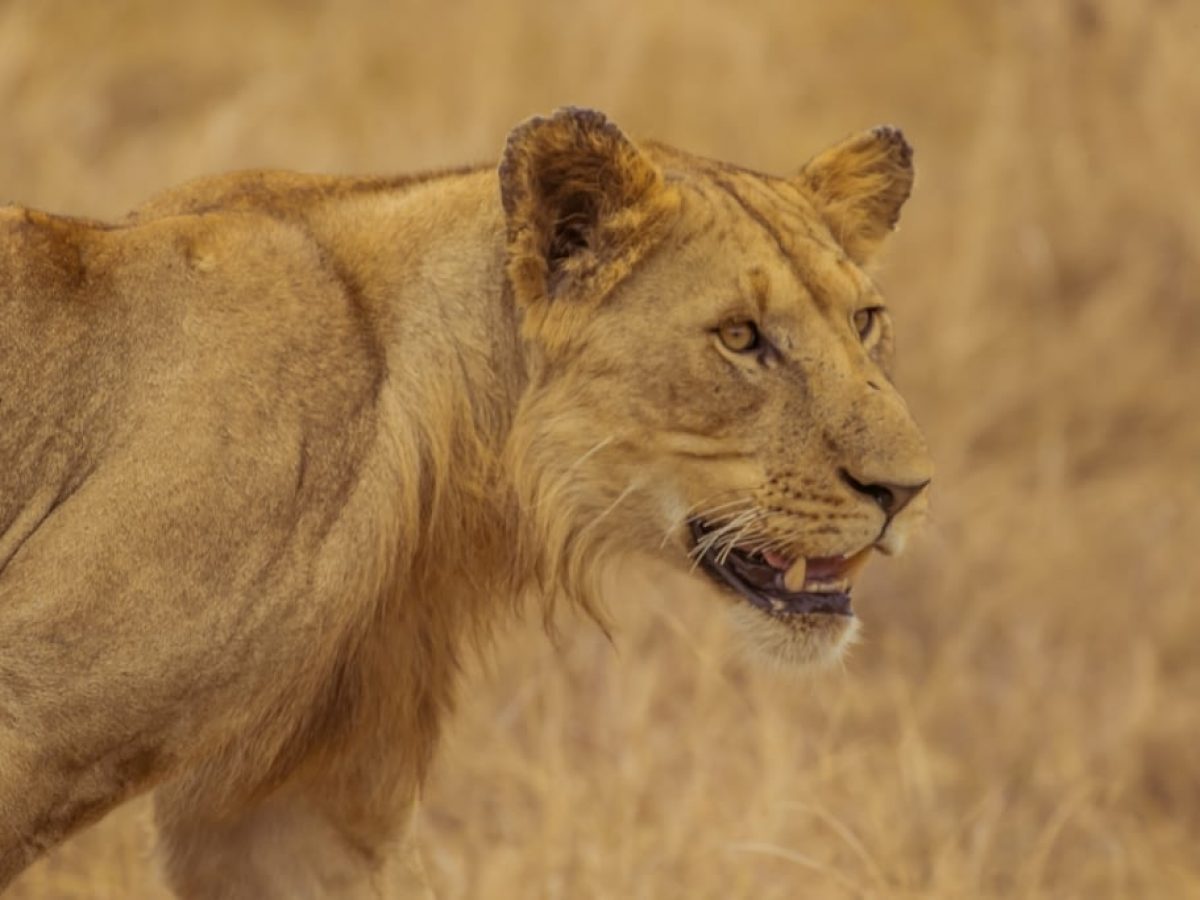 Akagera National Park (Parc National De I’akagera)