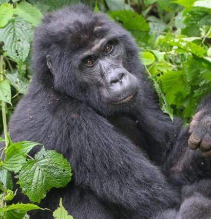 Day 9: Bwindi Gorilla Tracking Experience