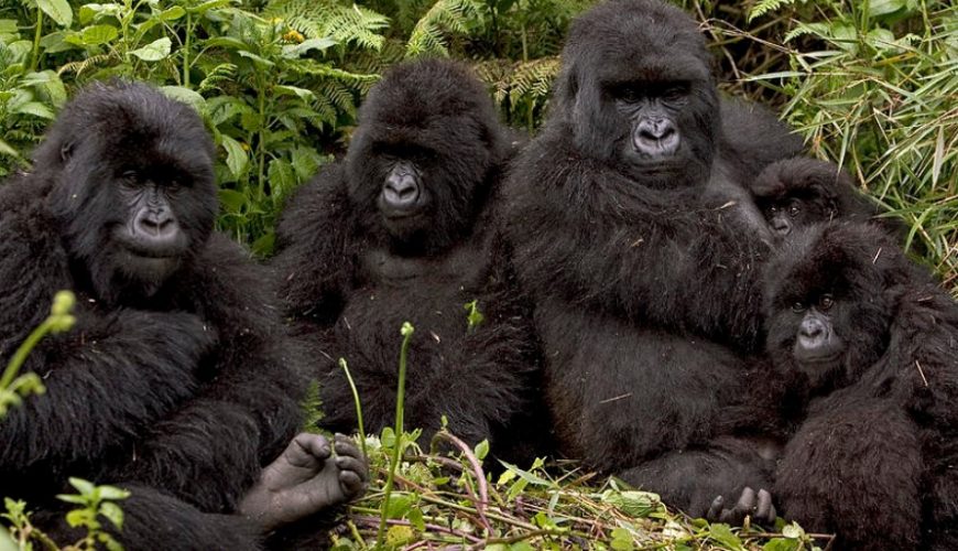 Gorilla Tours | Birding In Uganda | Gorilla trekking | Uganda Safaris