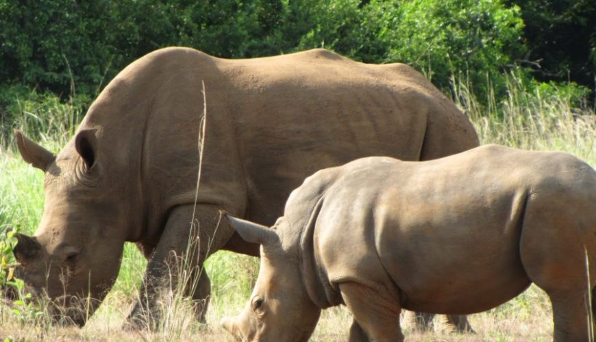 The common Uganda animal species