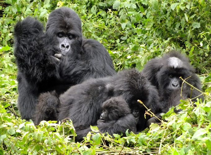 Gorilla Tours | Birding In Uganda | Gorilla trekking | Uganda Safaris