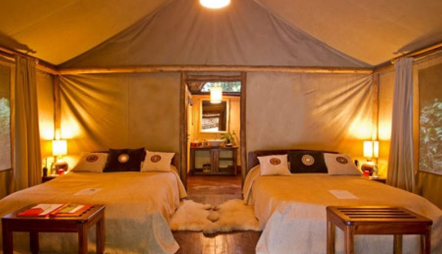 Gorilla Tours | Birding In Uganda | Gorilla trekking | Uganda Safaris