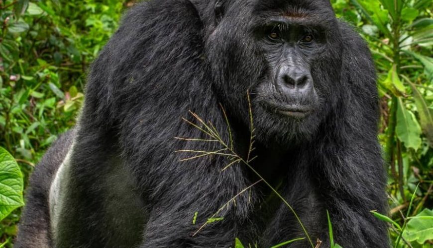 Gorilla Tours | Birding In Uganda | Gorilla trekking | Uganda Safaris