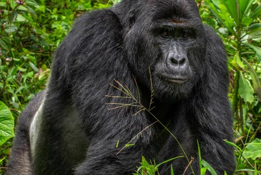 Gorilla Tours | Birding In Uganda | Gorilla trekking | Uganda Safaris