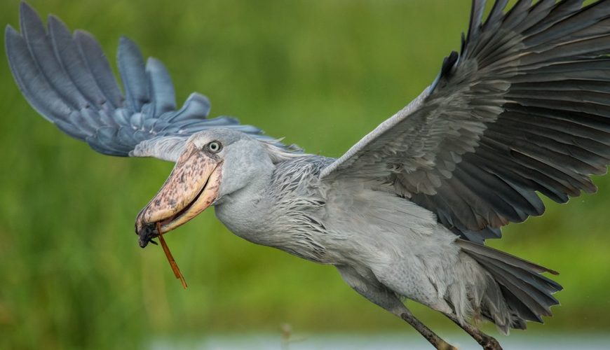 Shoebill Stork in Uganda